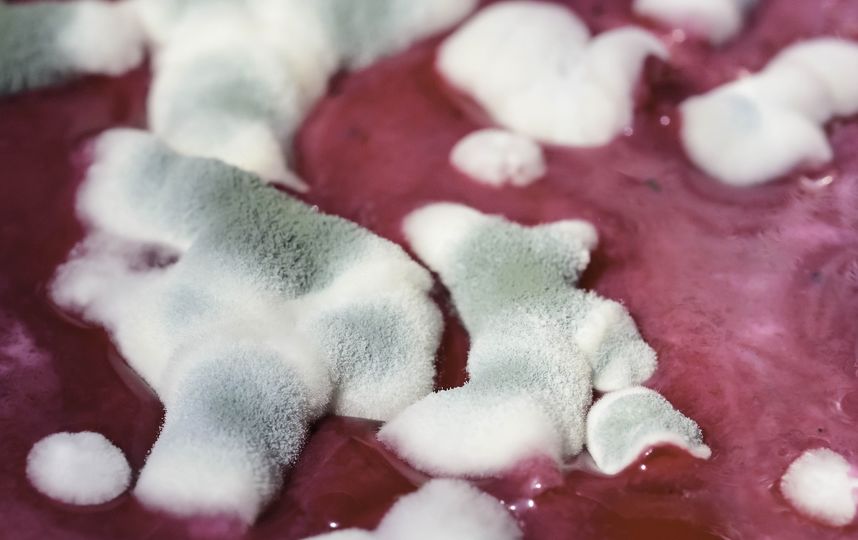 На сегодняшний день известно более 400 видов микотоксинов. Фото Pixabay