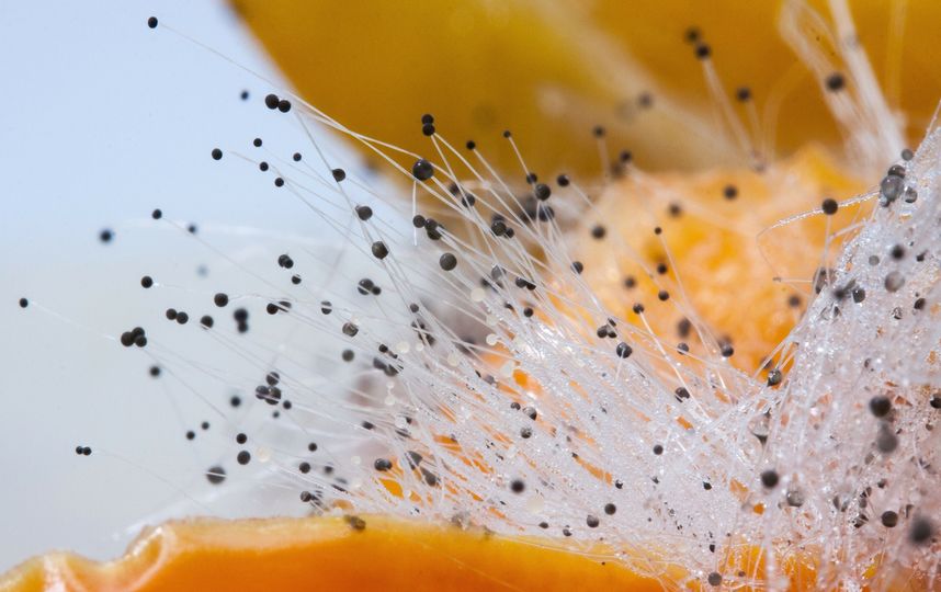 На сегодняшний день известно более 400 видов микотоксинов. Фото Pixabay