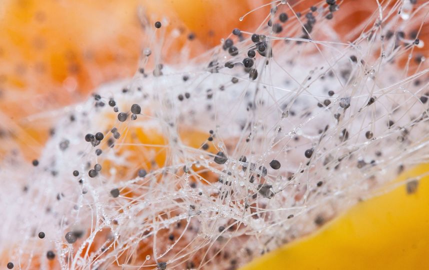 На сегодняшний день известно более 400 видов микотоксинов. Фото Pixabay