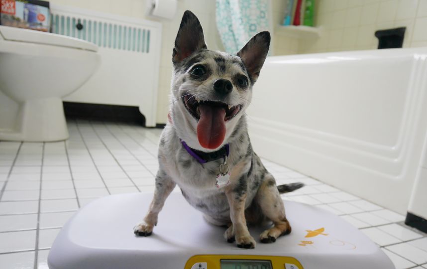 Чахуахуа Ли-Шу. Фото Julia Morley