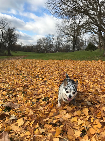 Чахуахуа Ли-Шу. Фото Julia Morley