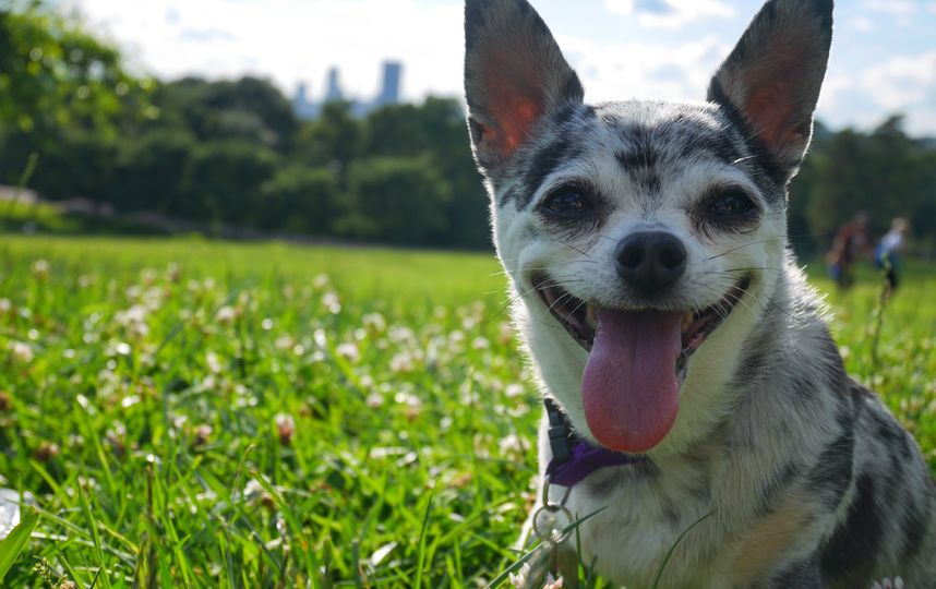 Чахуахуа Ли-Шу. Фото Julia Morley