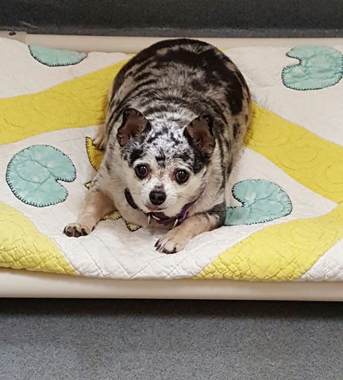 Чахуахуа Ли-Шу. Фото Julia Morley