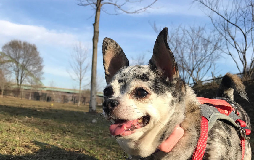 Чахуахуа Ли-Шу. Фото Julia Morley