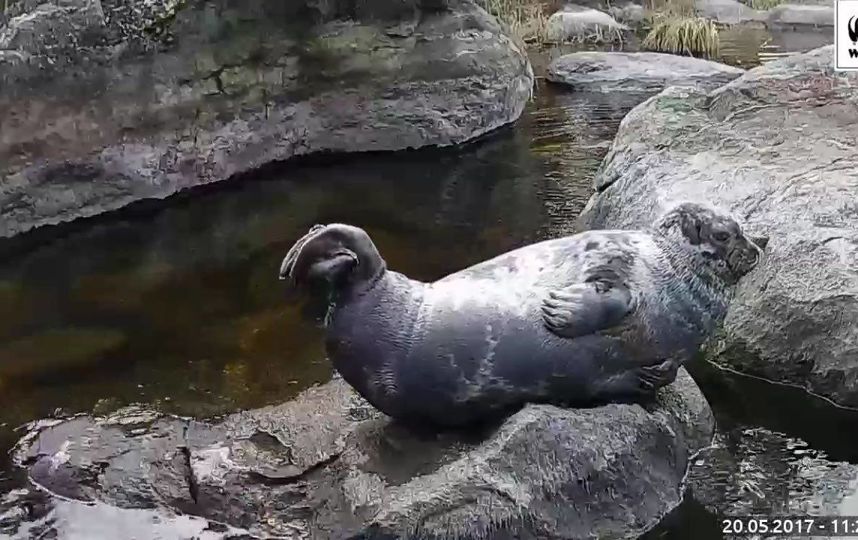 Самец нерпы по имени Пуллерво. Фото https://www.facebook.com/wwfsuomi/