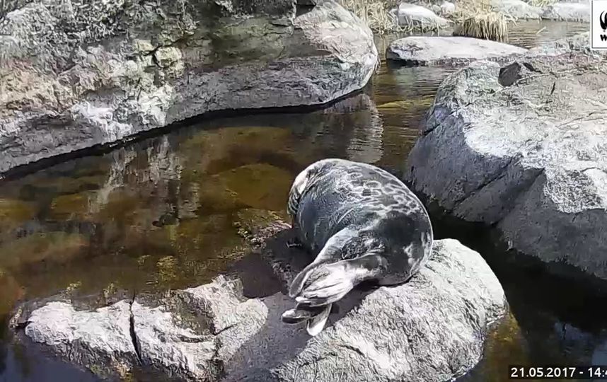 Самец нерпы по имени Пуллерво. Фото https://www.facebook.com/wwfsuomi/