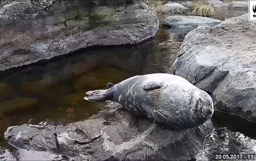 Самец нерпы по имени Пуллерво. Фото https://www.facebook.com/wwfsuomi/