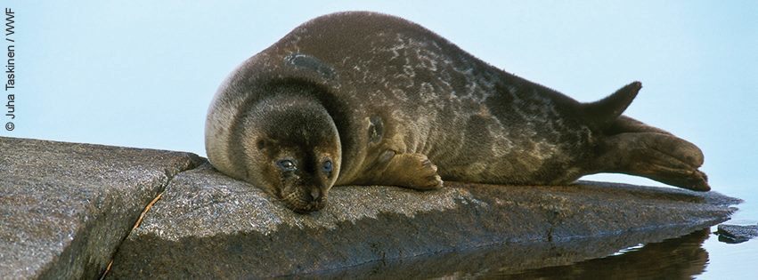 Нерпа. Фото https://www.facebook.com/wwfsuomi/