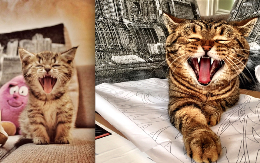 Коту Мускату на снимках 2 месяца и 2 года. Он С детства мечтает стать тигром. Фото Анна