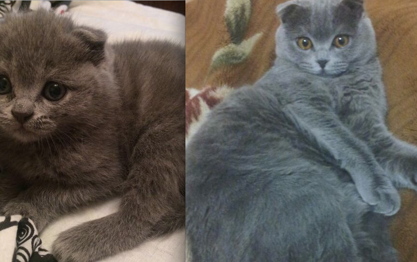 Это Дымка, шотландская вислоухая. На первой фотографии ей 0.5 месяцев, на второй 8 месяцев. Наша принцесса и любимица, поведение царское.