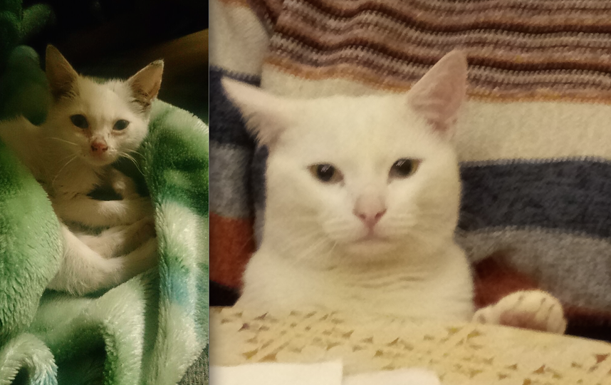 Это фото нашего кота, зовут, его Беляшик. Его нашли в подвале завода, ему было примерно 1 месяц, он был гадким "утенком "и мы думали что он не выживет. Но мы постарались, отмыли его, отогрели, откормили ))). И вот наше чудо спустя два года превратился в прекрасного "лебедя". Мы очень любим животных и это уже не первый кот которого мы подобрали и выходили. Очень его любим. Фото Багрова Маргарита