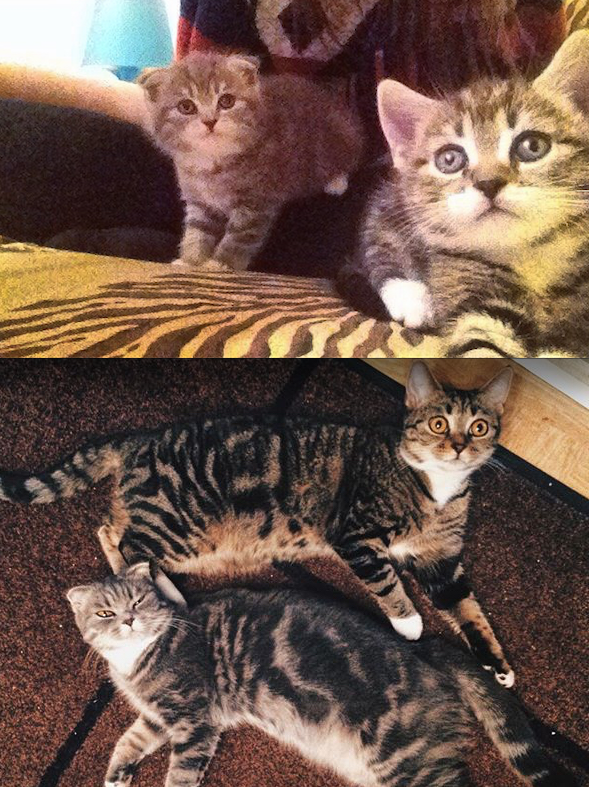 3 месяца -1 год. Две сестренки Мишка и Хлоя. Все всегда делают вместе. Фото Ксения Крамер