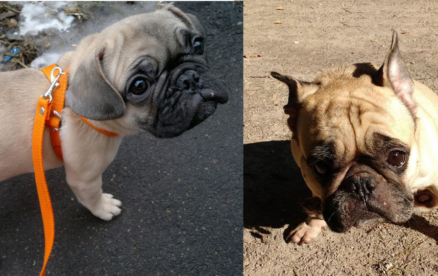 Это моя любимая принцесса Луна, в просторечии Лушка! С оранжевой шлейкой - первая прогулка в 4 месяца, а второе фото уже 4 года. Вот такая взрослая, а взгляд тот же. От этих глаз не возможно оторвать взгляд, прощается любая шалость... Фото Гелена Кирик