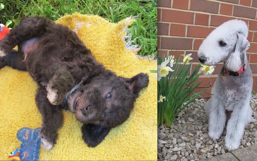 "Грей", так зовут мою любимую собаку, породы Бедлингтон-терьер. Грей любимец семьи и окружающих нас людей. Его необычная для собак внешность привлекает внимание людей и особенно детей. Детишки при виде моего Грея радостно сообщают своим родителям, что это голубая овечка и просят погладить его. Фото Ирина Кукликова