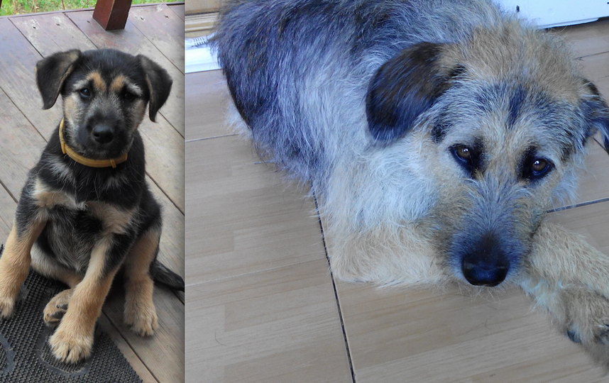 Мы заядлые любители собак, и этим пользуются наши деревенские соседи. Щенка (а мы думали, точно овчарка!) нам подбросили через забор. Назвали мы его Боби, оказался голубых кровей господин. Характер, манеры, и даже позы... Прилагаем фото Боби, когда ему было 4 месяца, и из последних---уже 6 лет. Фото Беберт Дорта Надежда