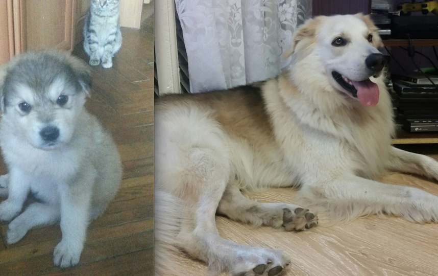 А вот наш пес Лаки! Мой сын Даниил и бабушка Антонина Дмитриевна принесли его домой просто покормить, в итоге с двухмесячного счастливчика он вырос вот в такого Красавчика)) сейчас нам уже 5 лет! Фото Елена Клопунова