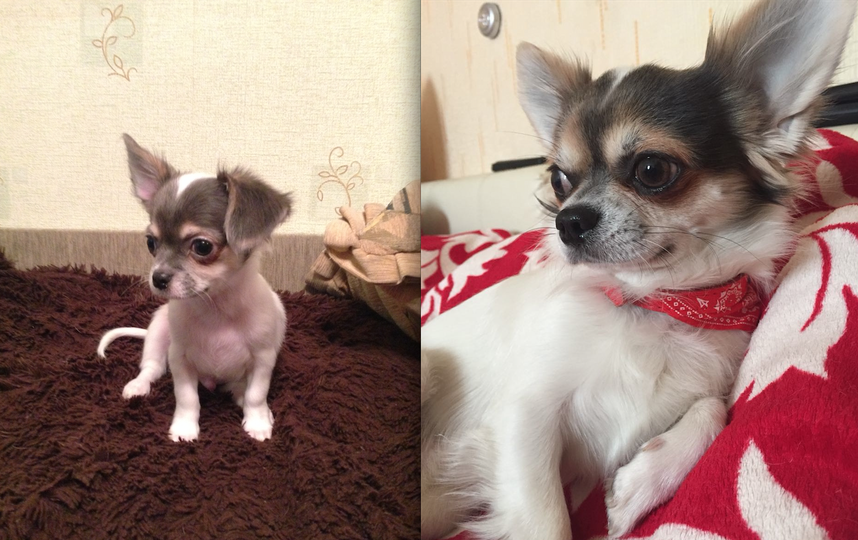 Это наш любимый ЧИХ – Ронни!!! маленькому ему на фото 3 месяца, сейчас 2 года 1 месяц ) Всегда с хорошим настроением !!! Очень верный и преданный друг!!! Когда Ронни рядом !!! Жизнь приобретает иной смысл , где много Радости!!!Тепла!!! Улыбок!!!Вот такой наш маленький друг!!! Фото Валентина