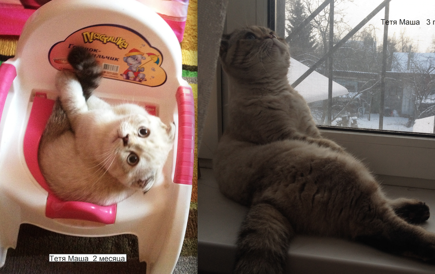 Наша Тетя Маша очень спокойная и ласковая кошка. На фото ей 2 месяца и 3 года. Мечтательна и невозмутима. Считает себя главной в доме. Согнать ее с насиженного места невозможно , проще взять и переложить. Она возмутится, но злобничать не будет. Фото Галина