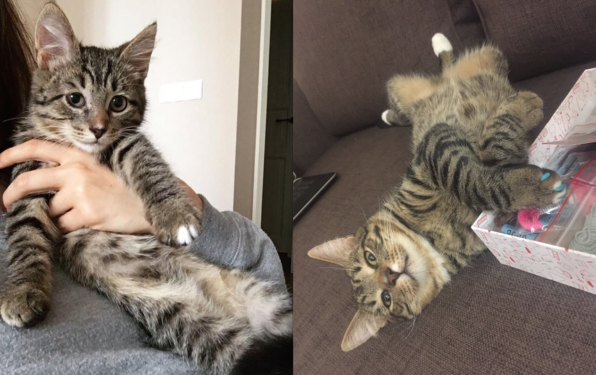 Вот мое добротное чудо Тиша, в 6 месяцев забрали у волонтеров, а сейчас 11 месяцев. Фото Алина