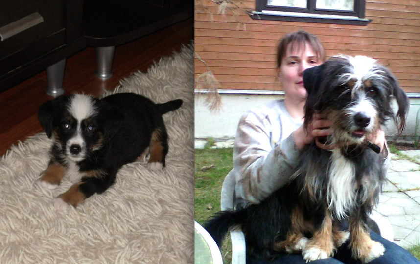 Знакомьтесь, это Рокки!!!! Брали как Бернского зеннненхунда 😁 а вырос веселый, жизнерадостный, очеееень активный и всеми нами любимый Роккушка!!! На первой фотографии возраст 1 мес. На второй – 5лет. Фото Марина