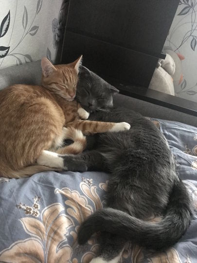 Серый Марк и Рыжий Гуччи – два котика, которые немогут жить друг без друга. Фото Анастасия