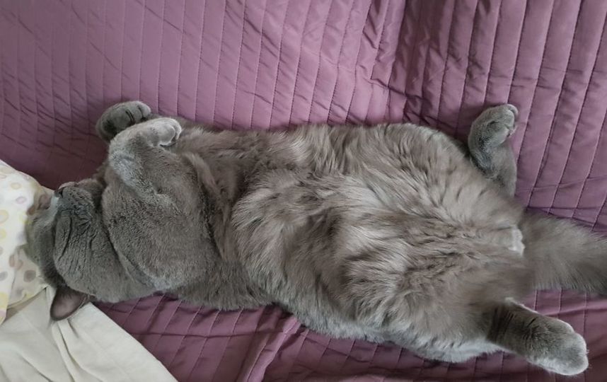 Коту Барсению всегда сладко спится на месте хозяйки. Спящий Барсеник. Фото Евгения