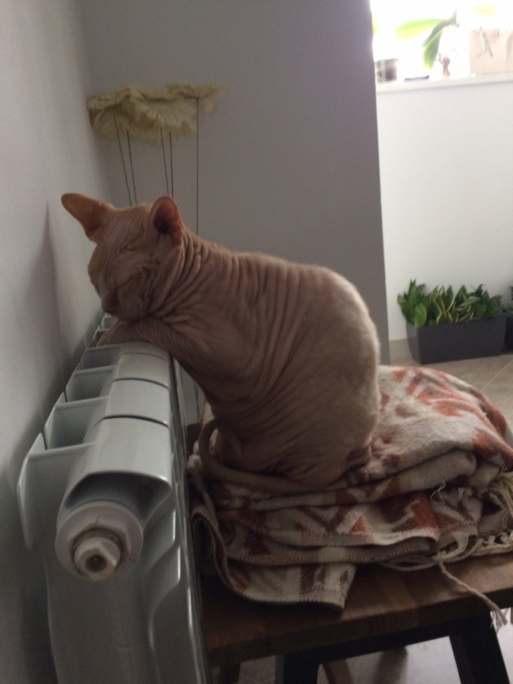 Кот Шрек. Фото Наталья