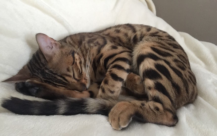 Это наша девочка Барселона, ей 8 месяцев. Барселона очень нежная и ласковая кошка, а ещё она очень любит спать свернувшись клубочком, выбирая места помягче. Фото Дания