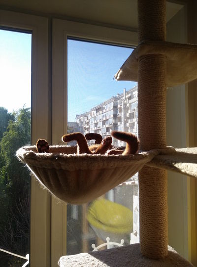 Наша кошечка Абби любит отдохнуть на солнышке в своём гамачке! Фото Любовь