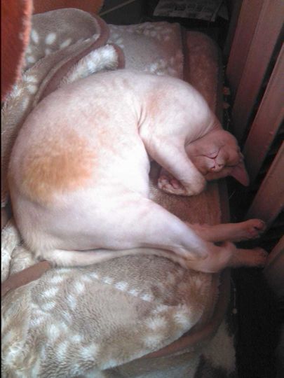 Сфинкс Мартин, 2 года, зима запушила бока. Фото Таня