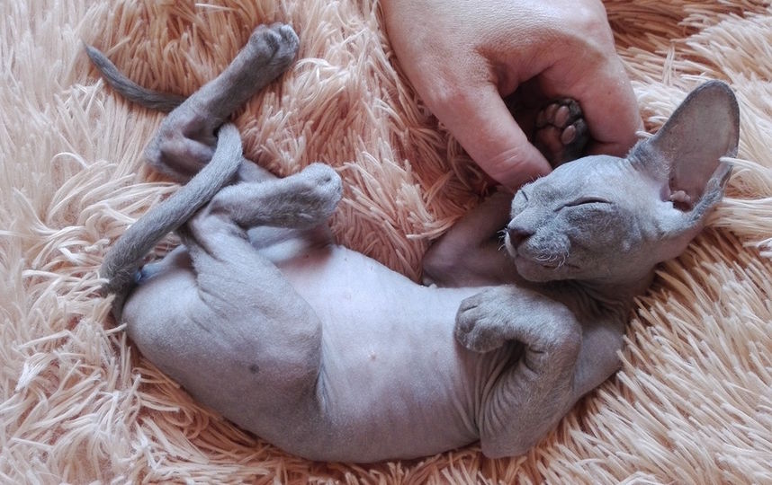 Малышка Кристи - мой первый сфинкс. Фото Анна