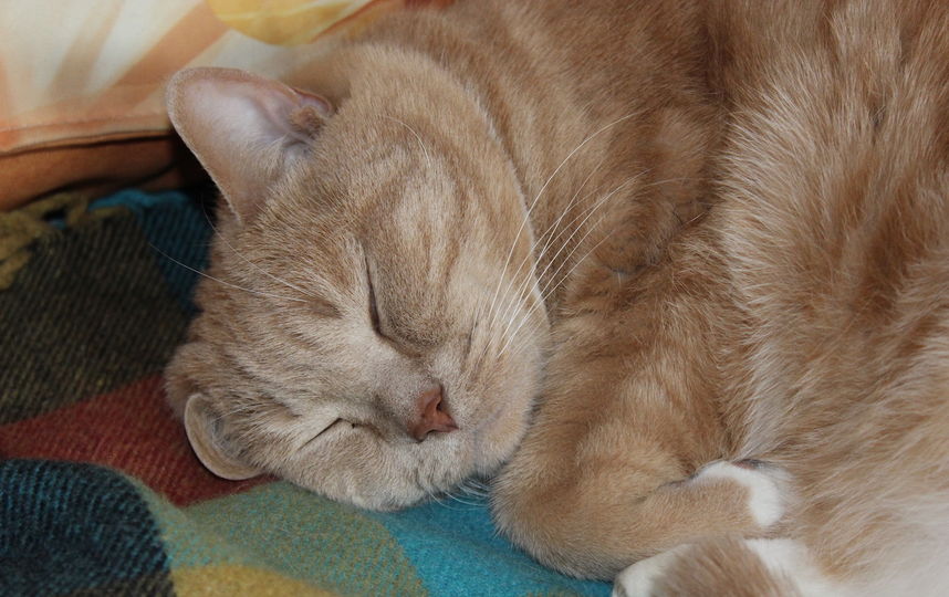 Леопольд. Фото Наталия