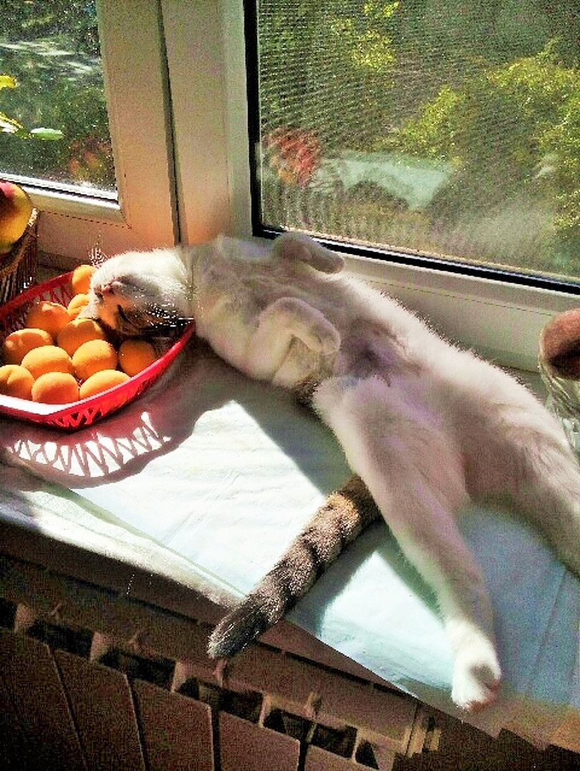 Наша Мася. Или, по-другому, «девочка с персиками». Фото Антон