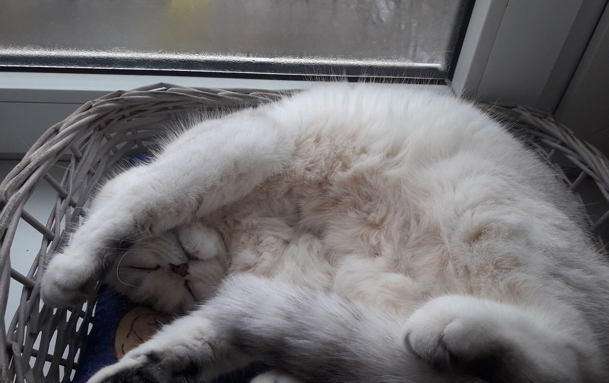 Это моя пушистая кокетка Алиса. Фото Светлана