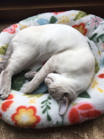 Бимка. Фото Татьяна