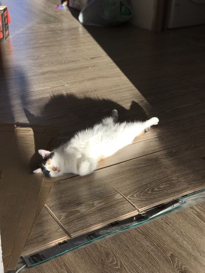 А так спит Наша котэ «Мурчаузер». Фото Настя