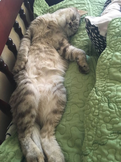 Всеобщая любимица кошка Мика. Фото Алина