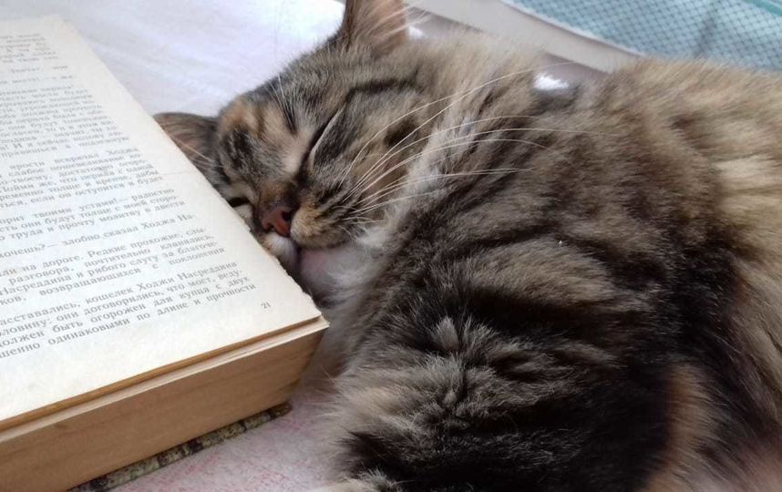 Маркиза "учиталась". Фото Юлия