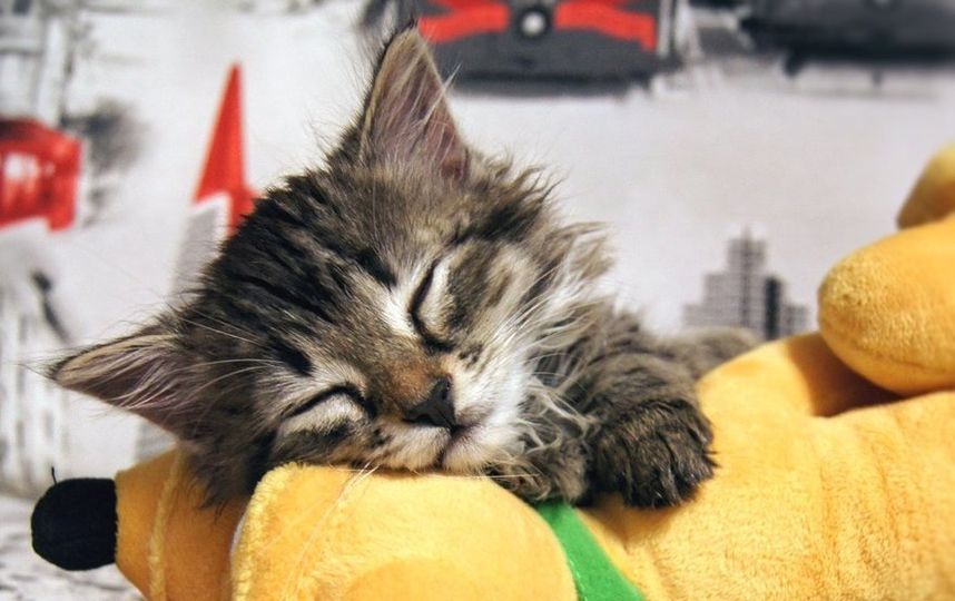 Сладкие беззаботные будни малыша Ларри, которые котёнок проводит большей частью в сонных грёзах. Фото Юлия