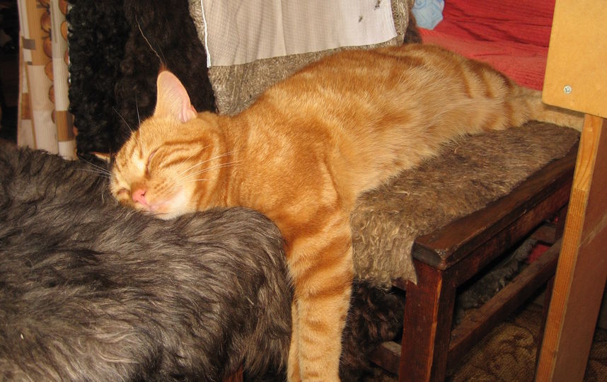 Кот Костя, спит на двух стульях. Фото Людмила