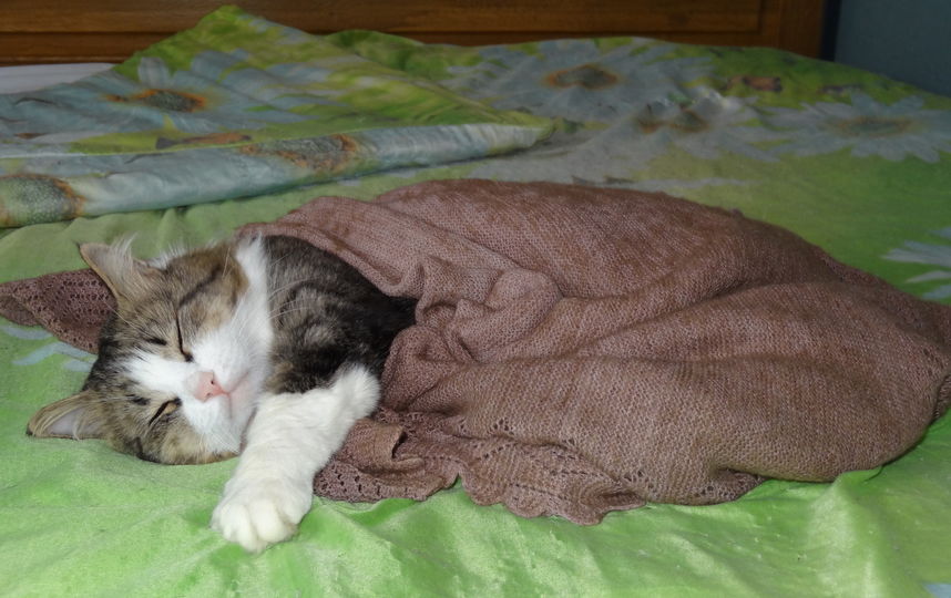 Кот Ваня. Фото Юрий