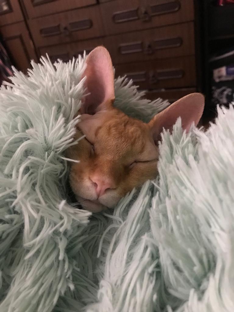 Кот Мартин. Фото Таня