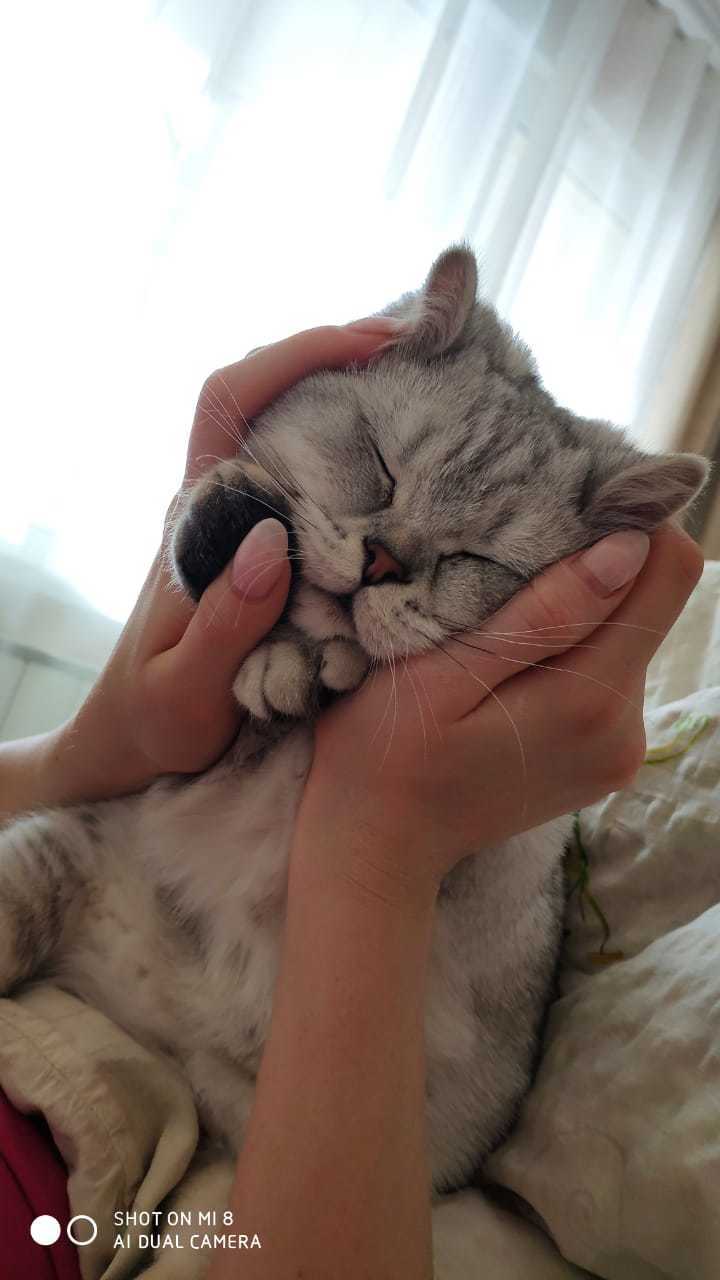 Знакомьтесь, жидкий кот Маркус. Спит в любой позе. Фото Ксения