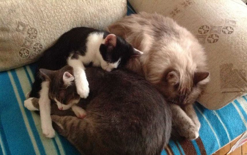 Пепельный «Герольд», рыжий «Макуся», чёрно-белый «Тимоша». Фото Руслан