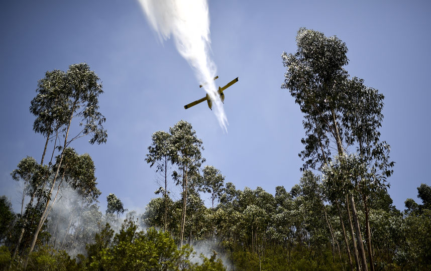 Пожар в Португалии. Фото AFP