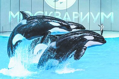 8. Вокруг света за Новый год. Фото Предоставлено организаторами