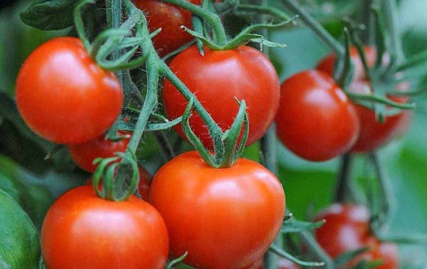 Праздник "День Помидорки" пройдёт в "Аптекарском огороде". Фото Предоставлено организаторами