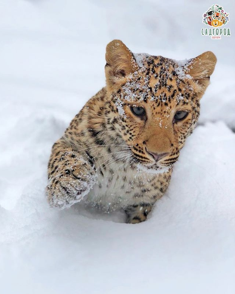 Овчарка "усыновила" котёнка леопарда во Владивостоке