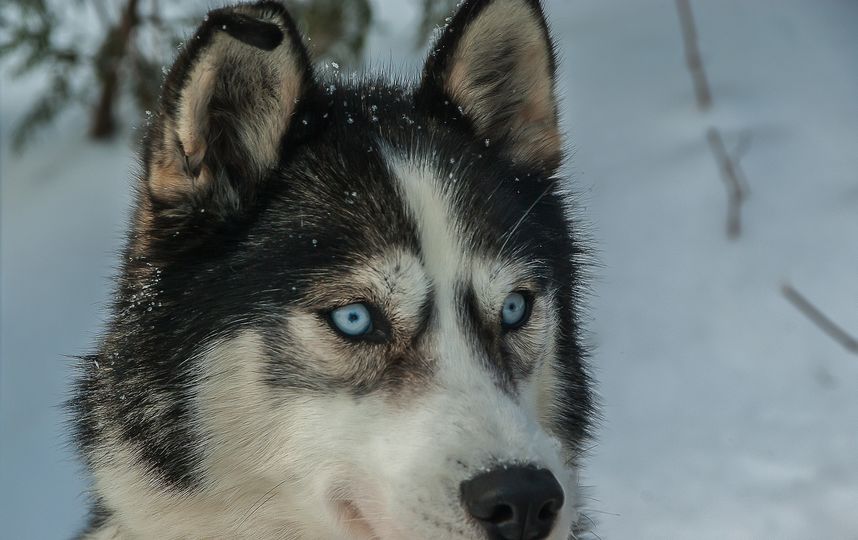 Собака породы хаски. Фото Pixabay