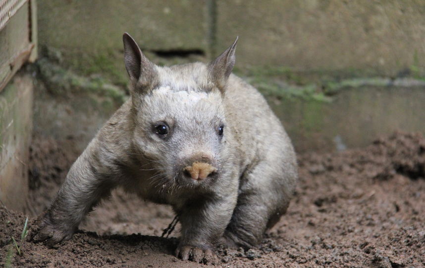 Вомбаты - ночные животные. Большую часть жизни они проводят под землёй и роют тоннельные ходы. Фото Getty